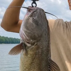 Channel catfish caught on Fishbrain