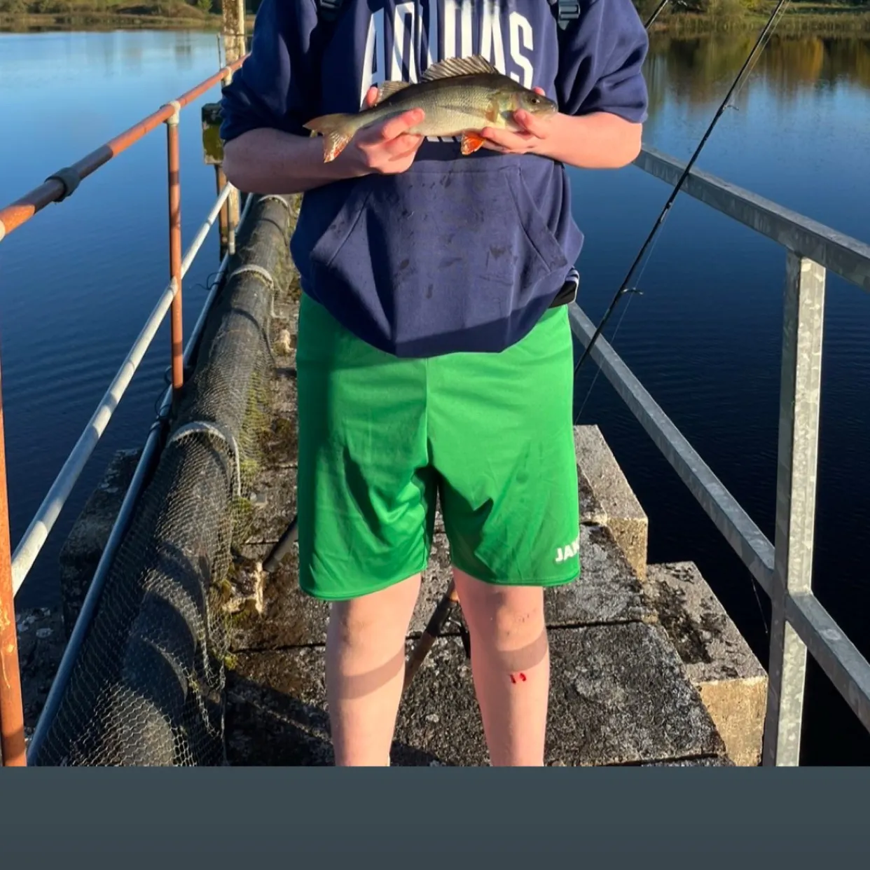 European perch caught on Fishbrain