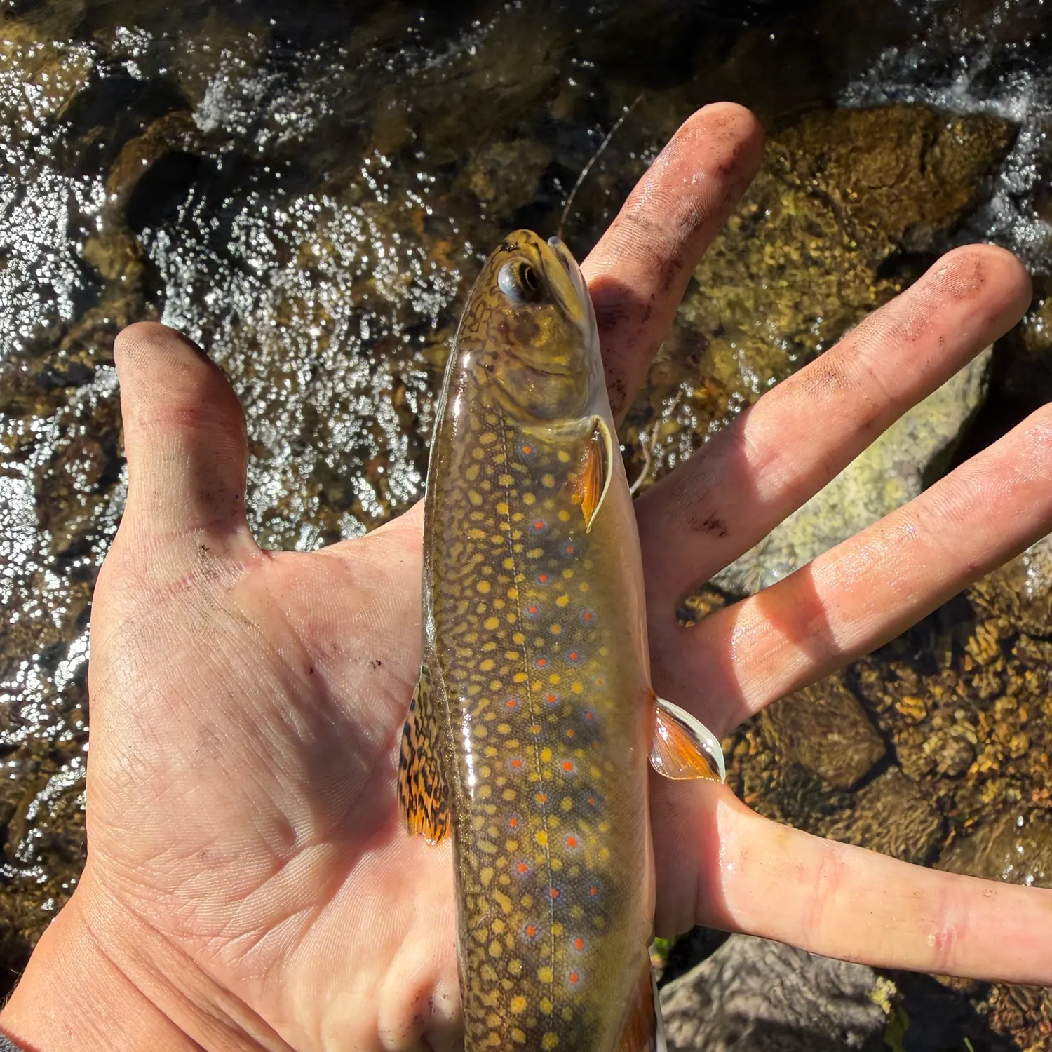 Brook trout caught on Fishbrain