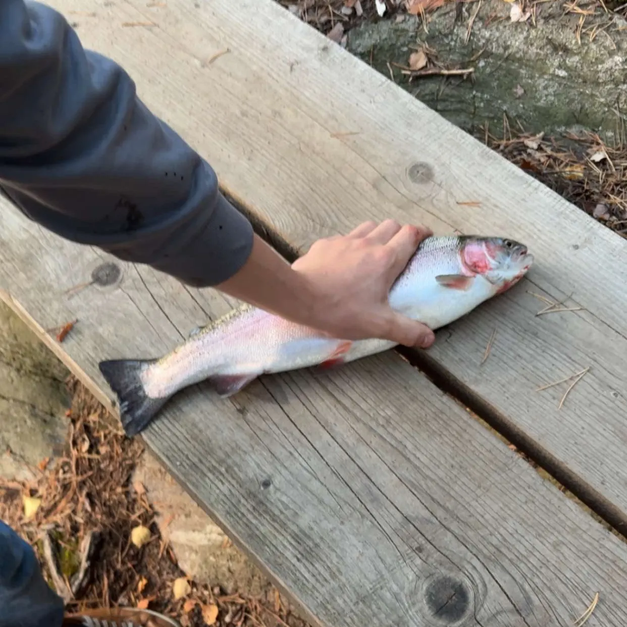 Rainbow trout caught on Fishbrain