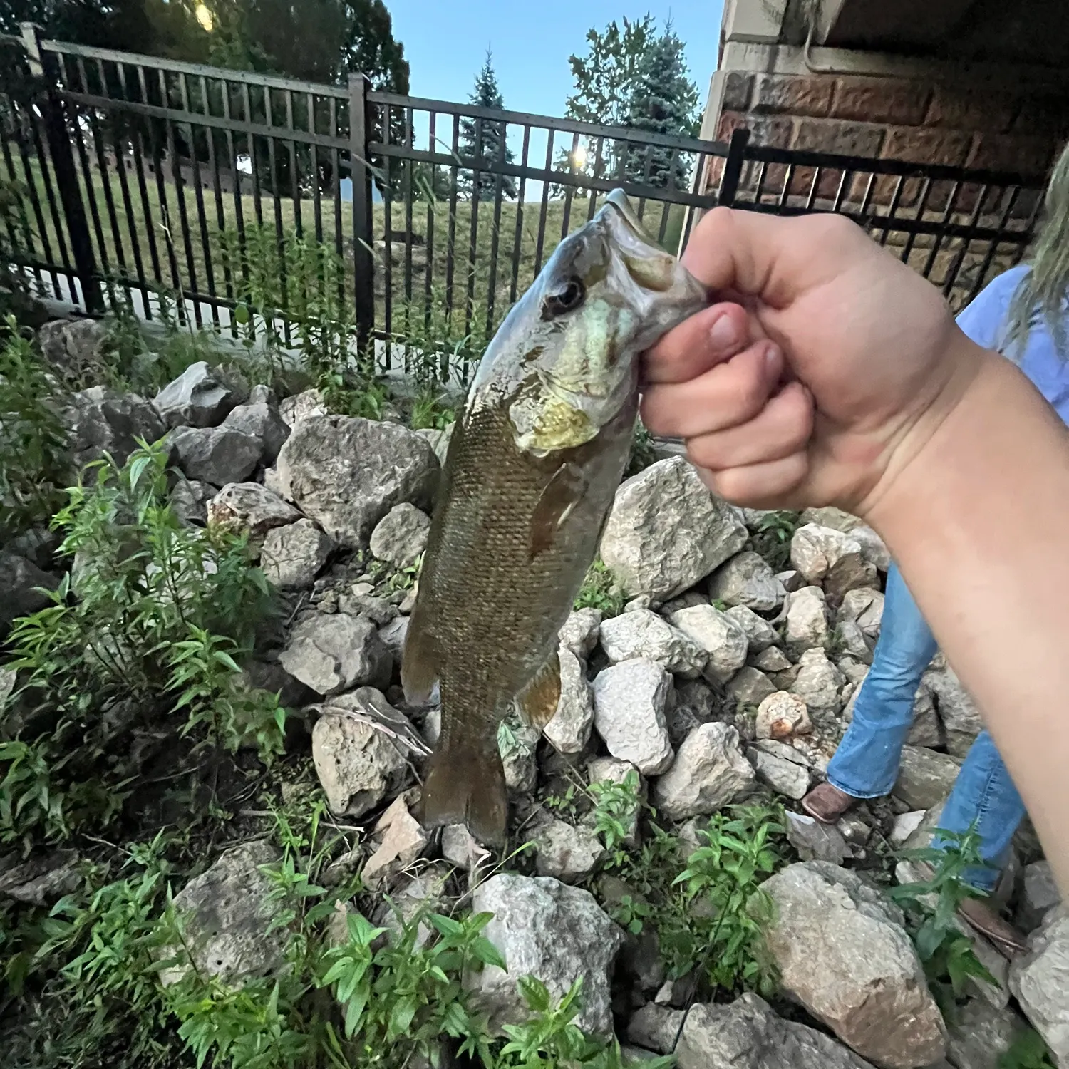 The most recent Rock bass catches on Fishbrain