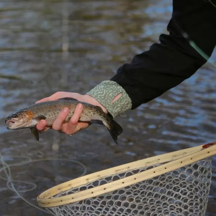 Brown trout caught on Fishbrain
