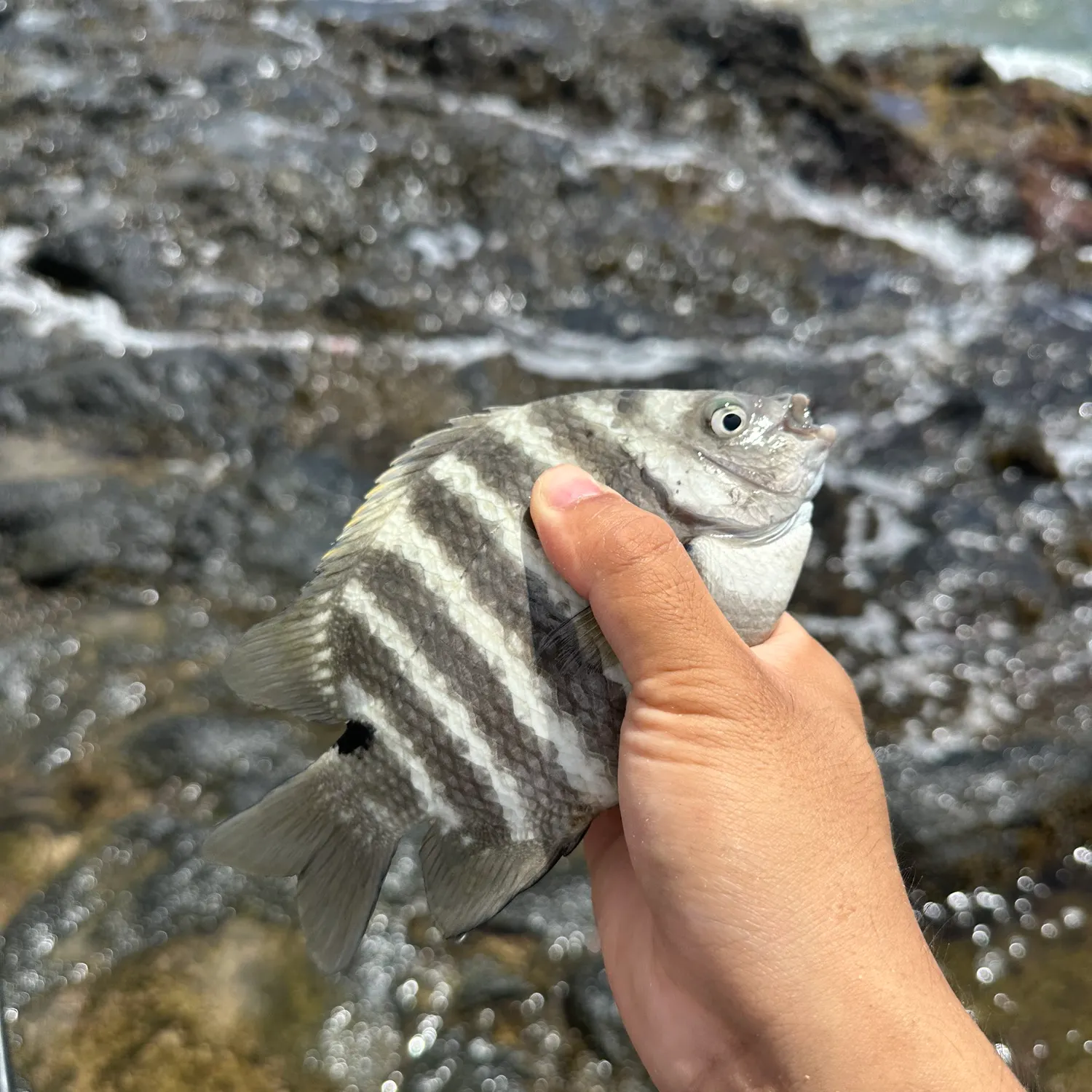 The most recent Blackspot sergeant catches on Fishbrain