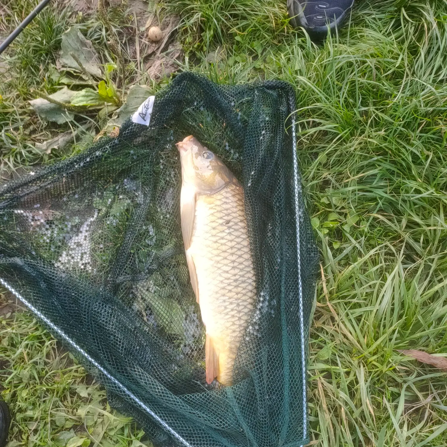 Common carp caught on Fishbrain