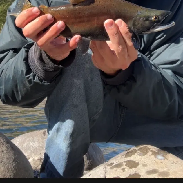 Kokanee salmon caught on Fishbrain