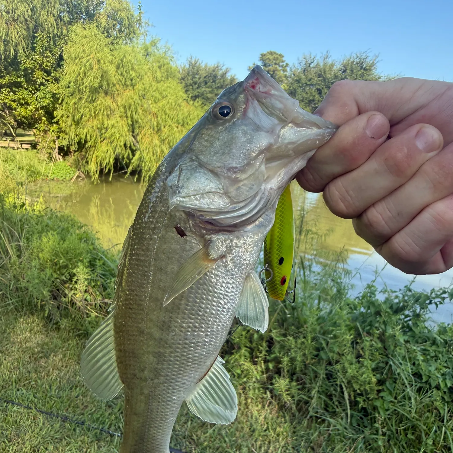 Largemouth bass caught on Fishbrain