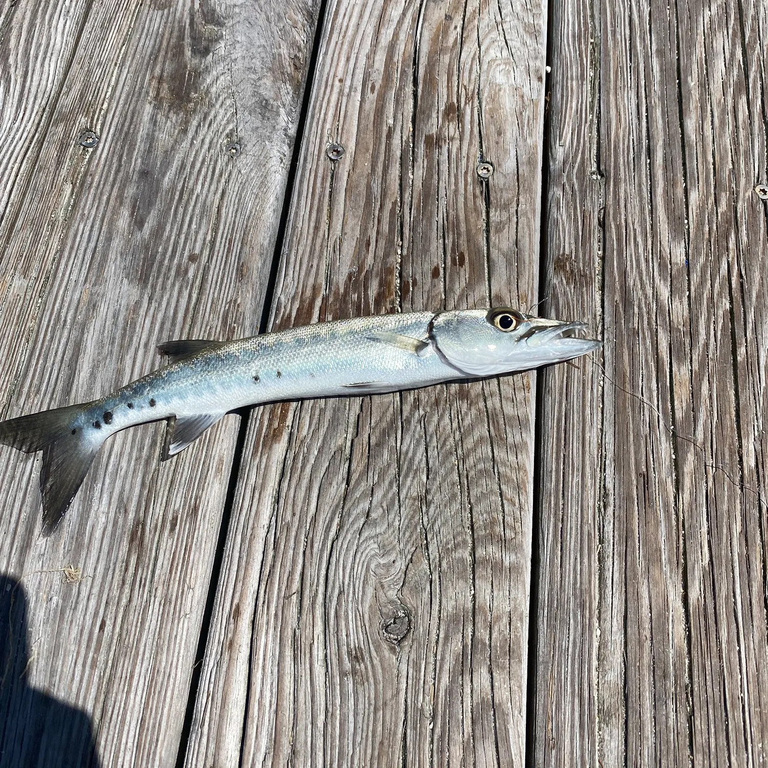 The most recent Great barracuda catches on Fishbrain