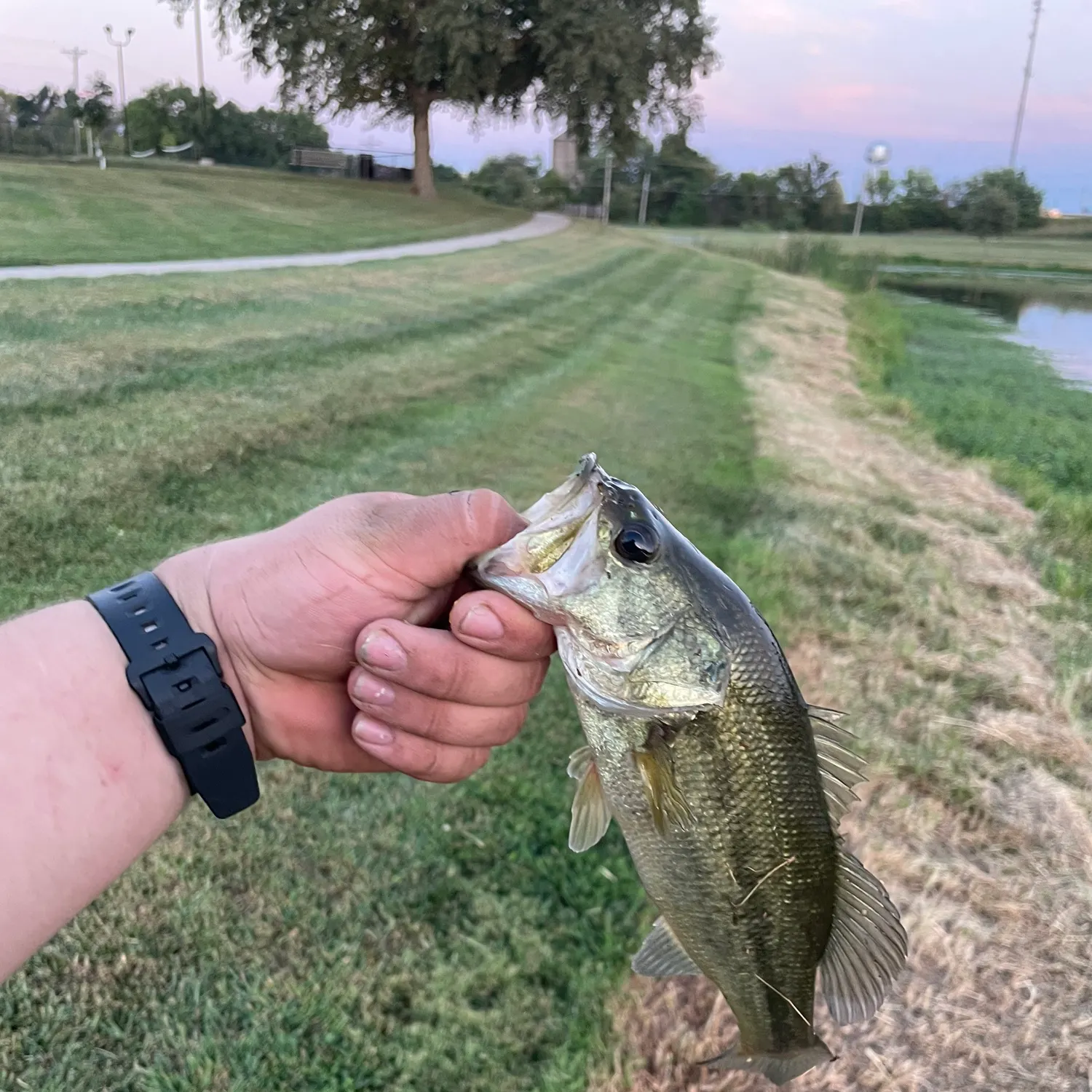 Largemouth bass caught on Fishbrain