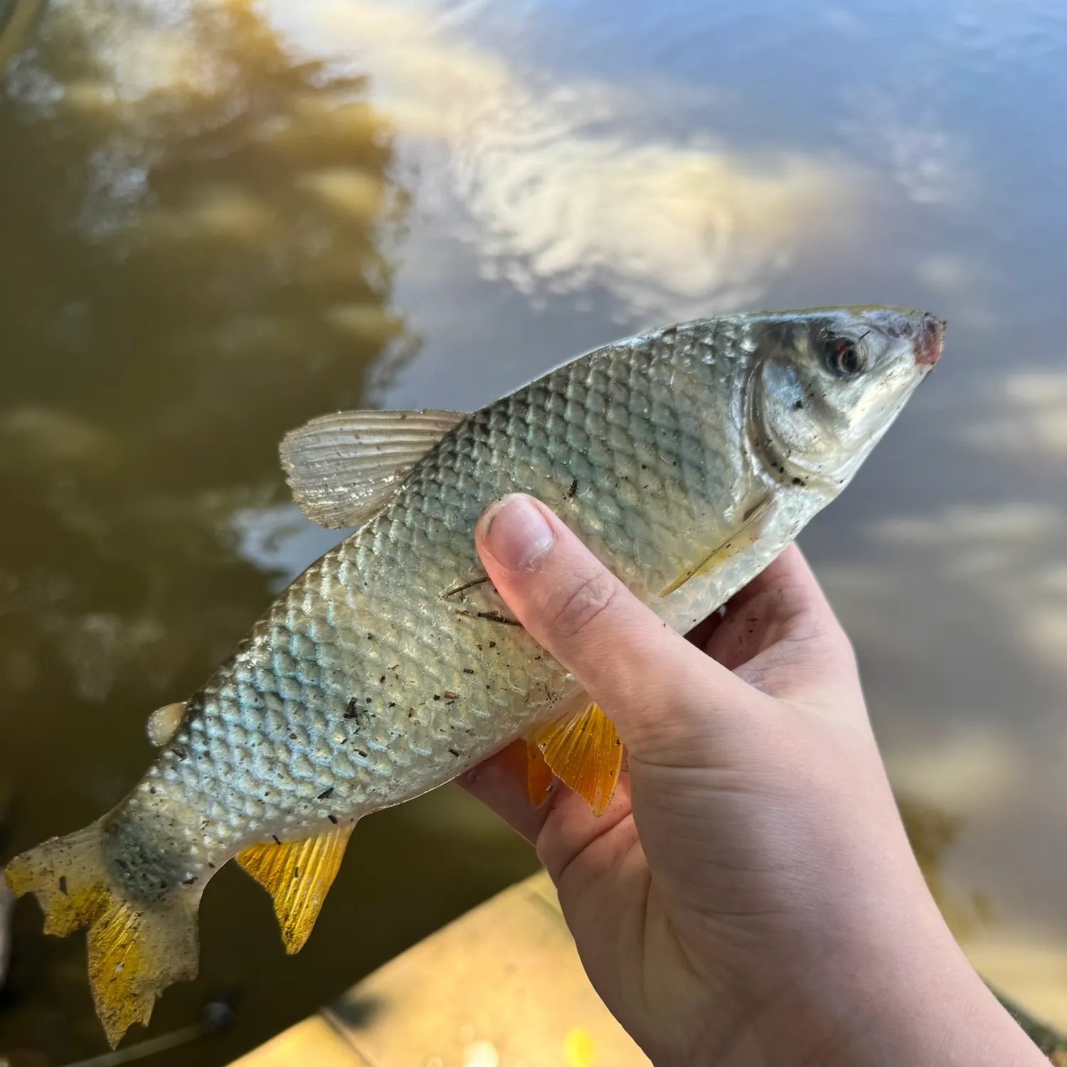 The most recent Piavuçu catches on Fishbrain