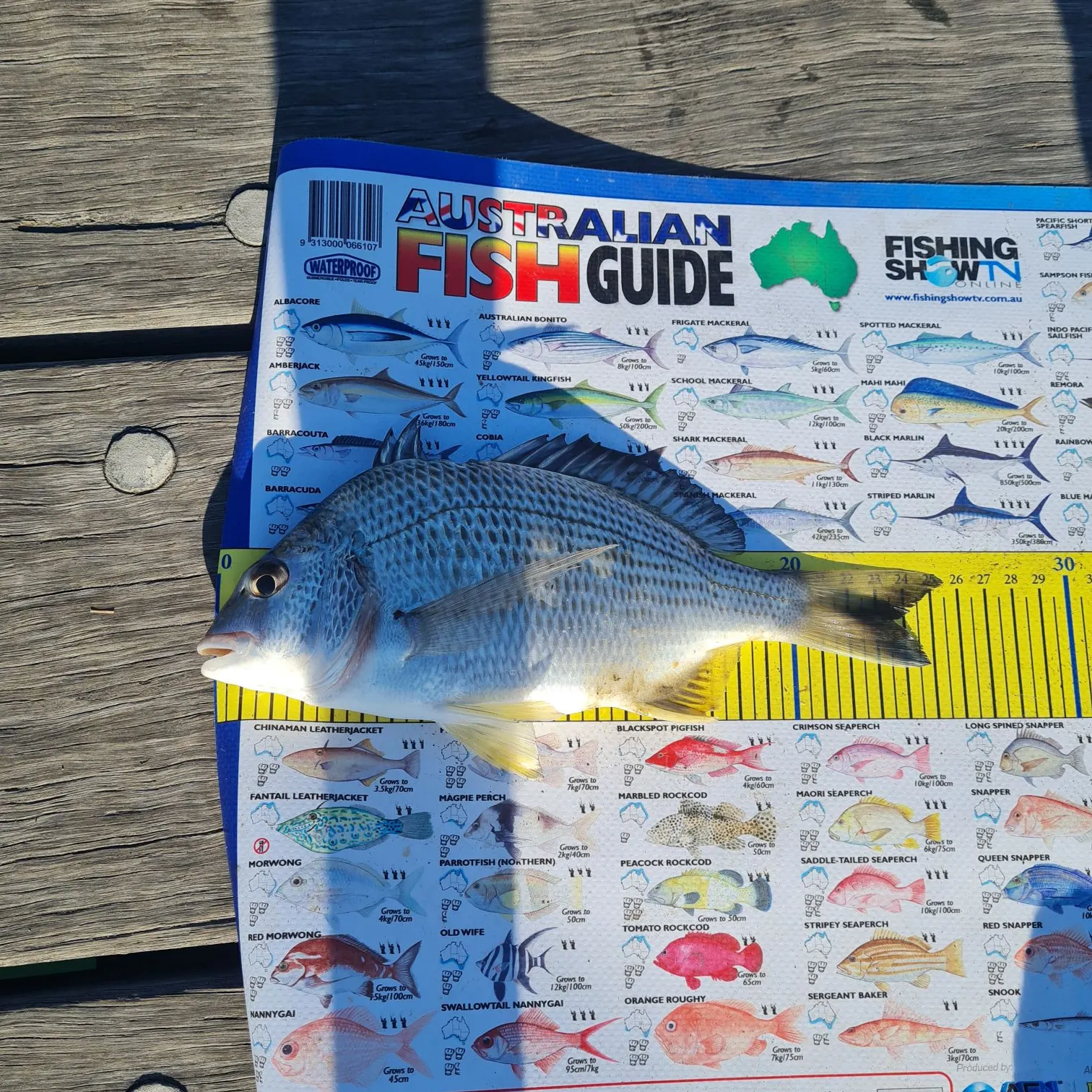 Surf bream caught on Fishbrain