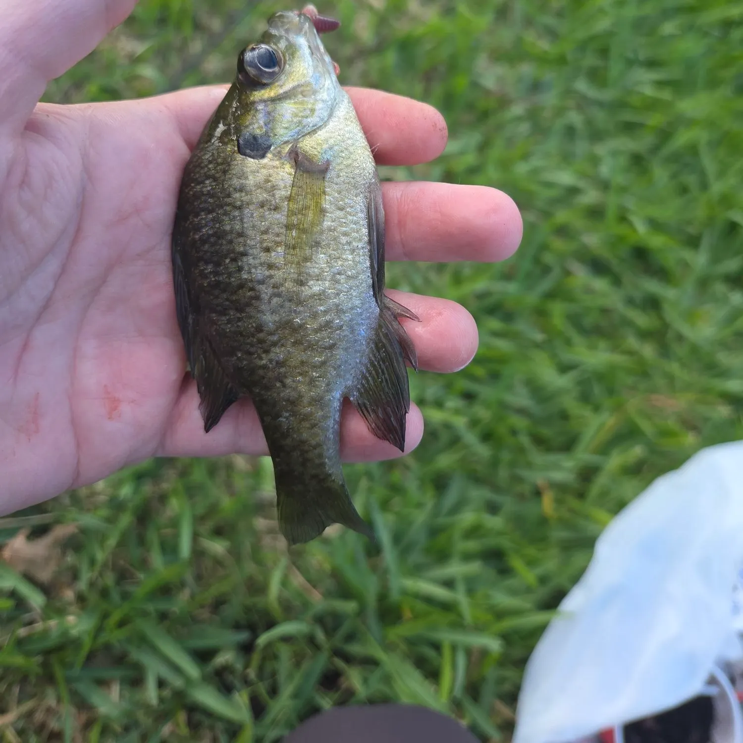 Bluegill caught on Fishbrain