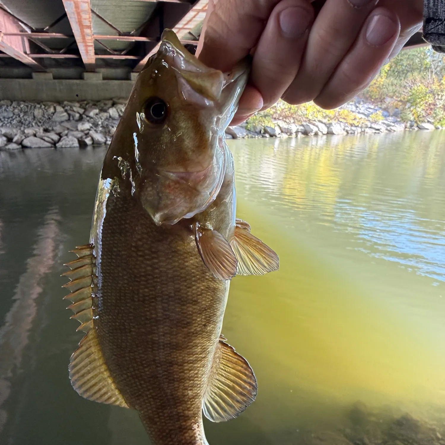 Smallmouth bass caught on Fishbrain
