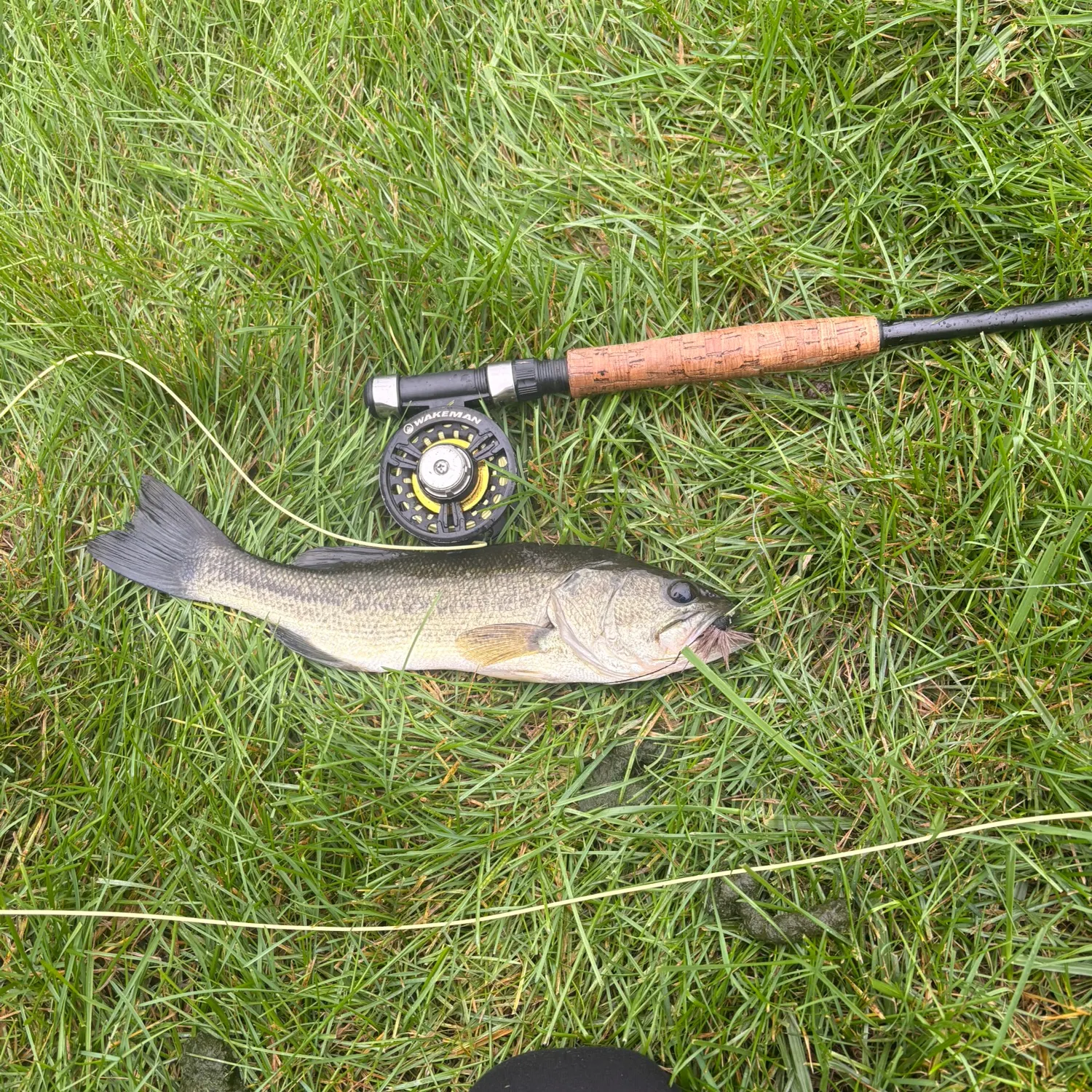 Largemouth bass caught on Fishbrain