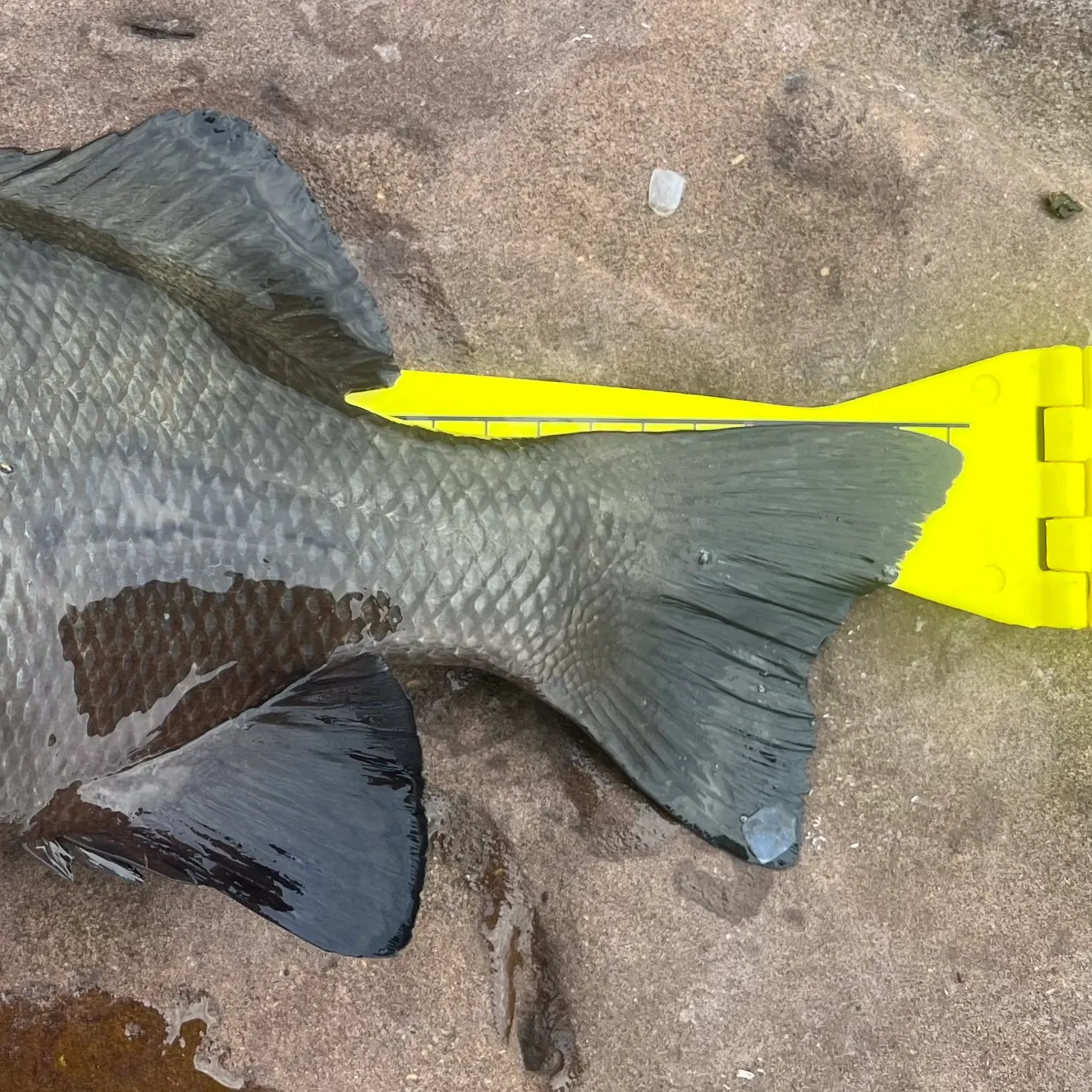 The most recent Black drummer catches on Fishbrain