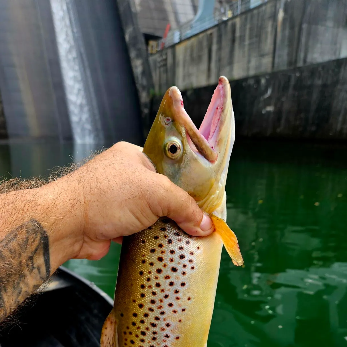 The most recent Brown trout catches on Fishbrain