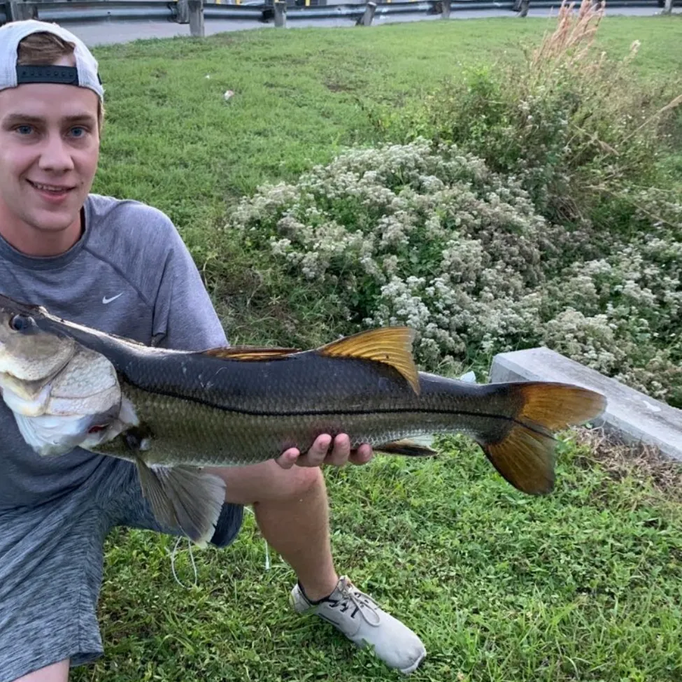 Common snook caught on Fishbrain