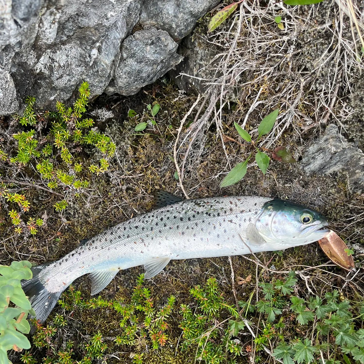 Sea trout caught on Fishbrain
