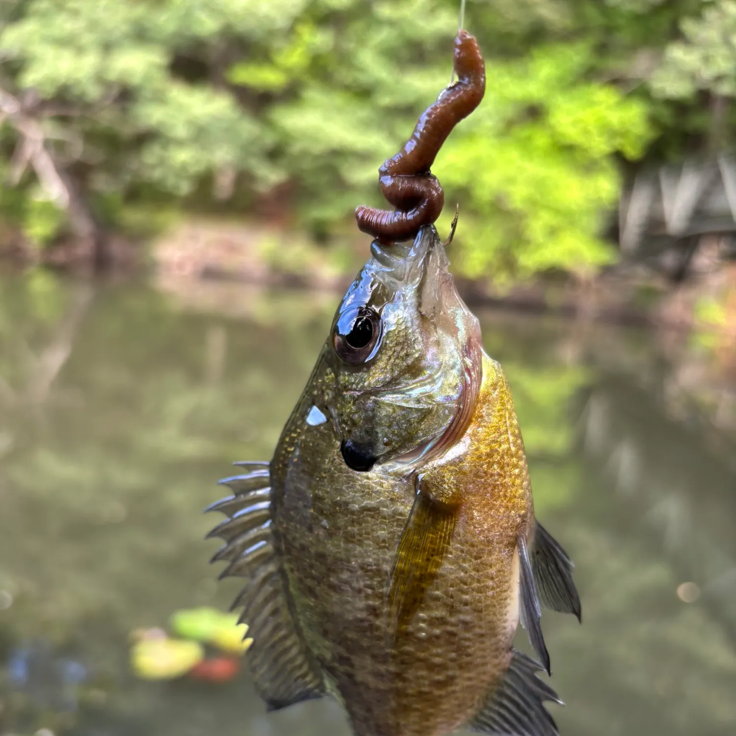Bluegill caught on Fishbrain