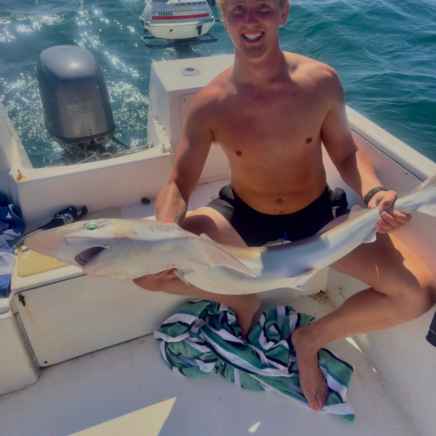 The most recent Tope shark catches on Fishbrain