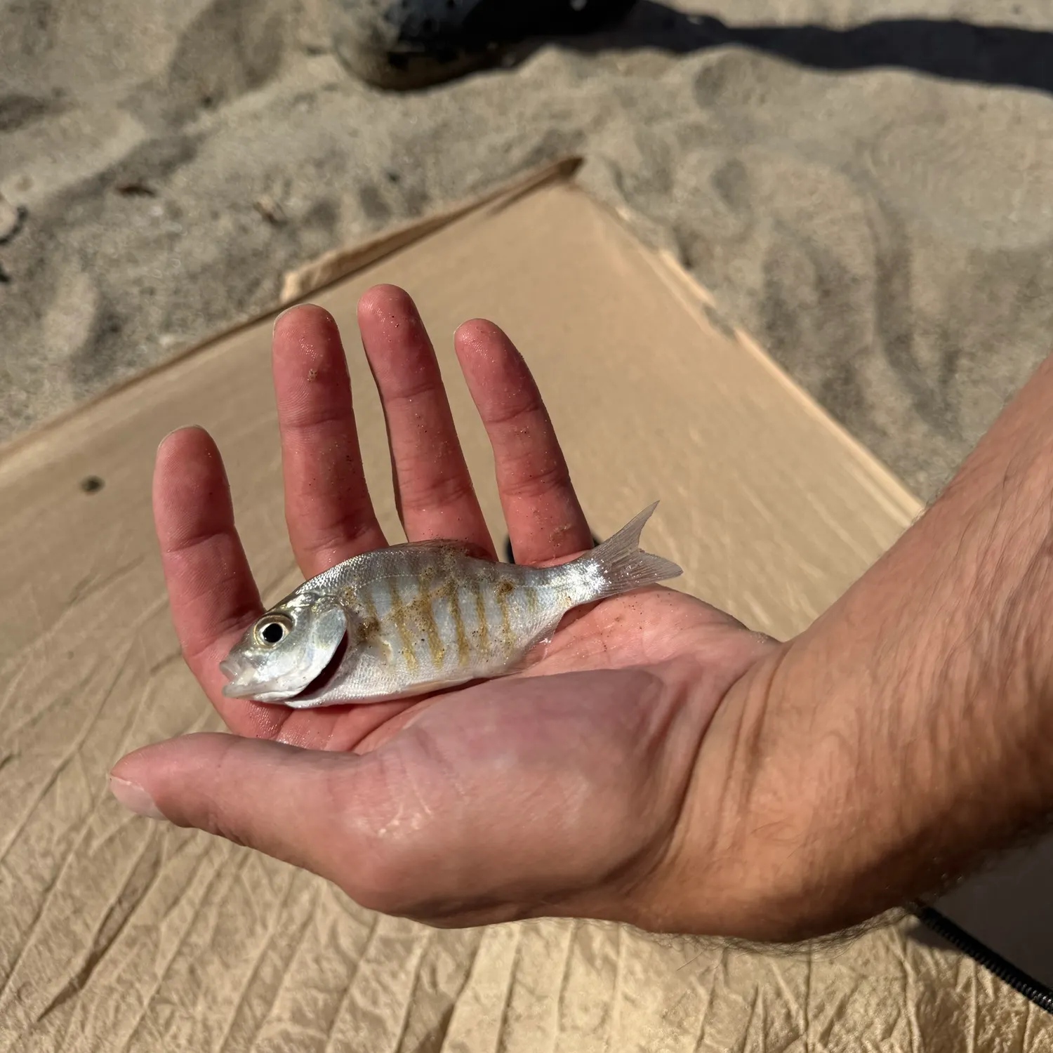 The most recent Barred surfperch catches on Fishbrain