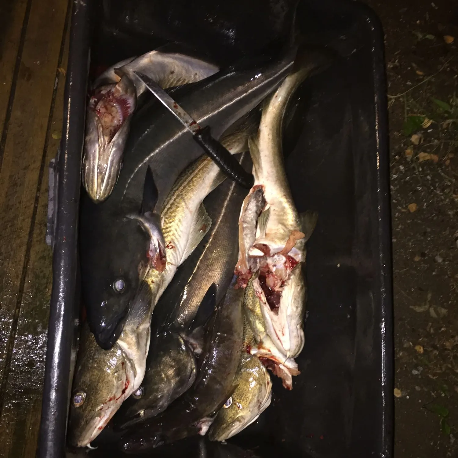 recently logged catches