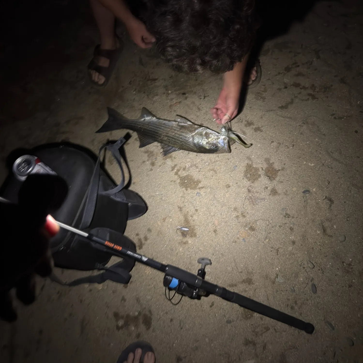 Striped bass caught on Fishbrain