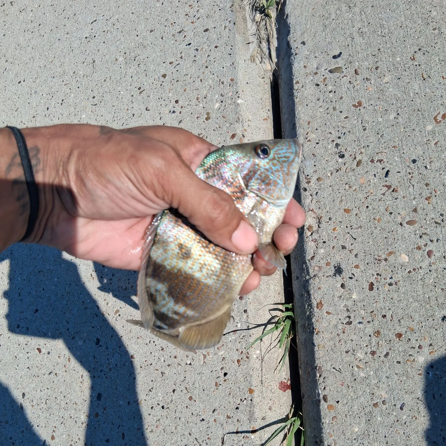 White crappie caught on Fishbrain