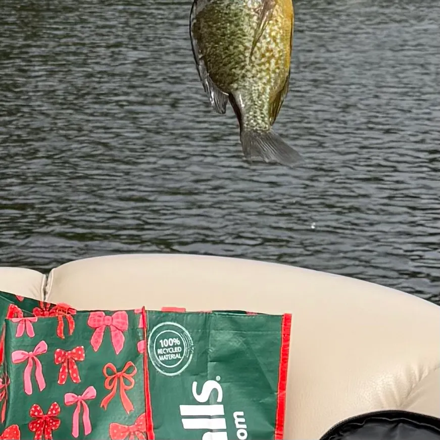 Pumpkinseed caught on Fishbrain