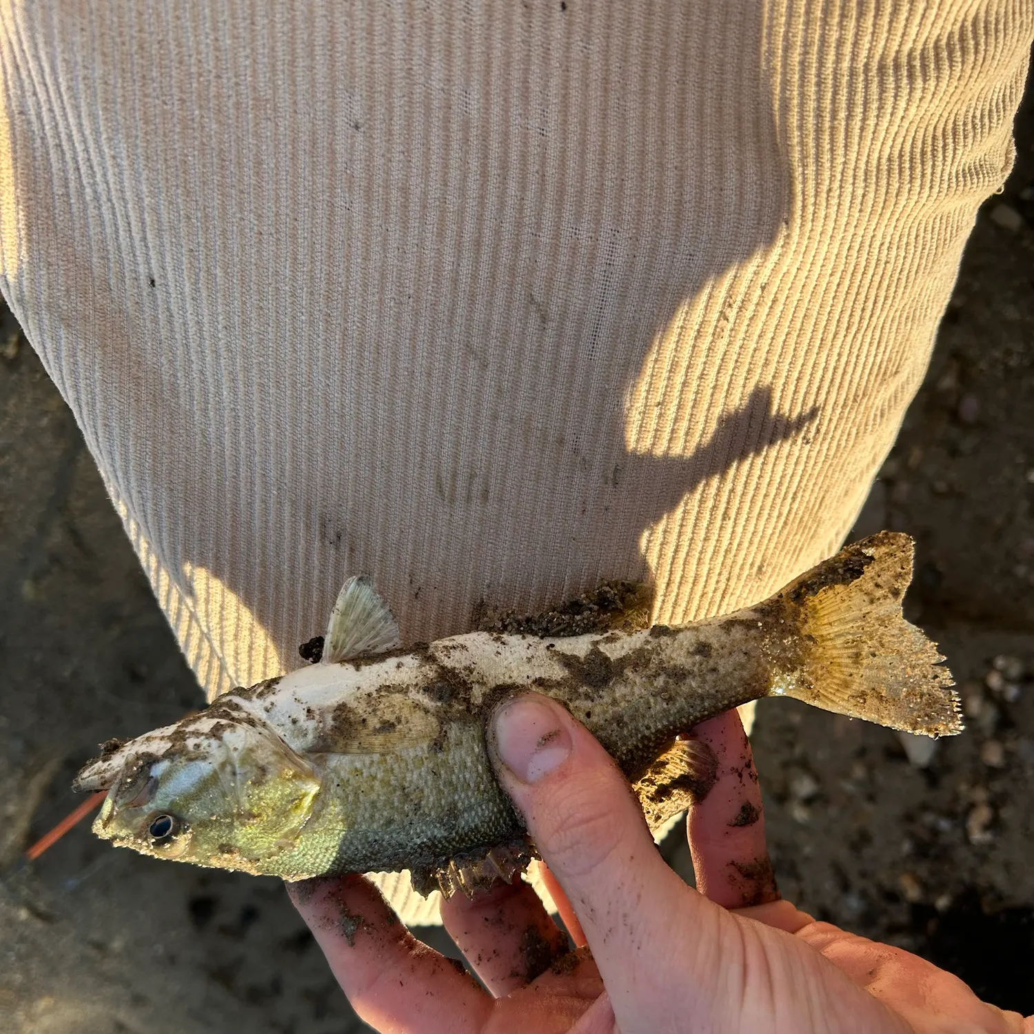 Smallmouth bass caught on Fishbrain
