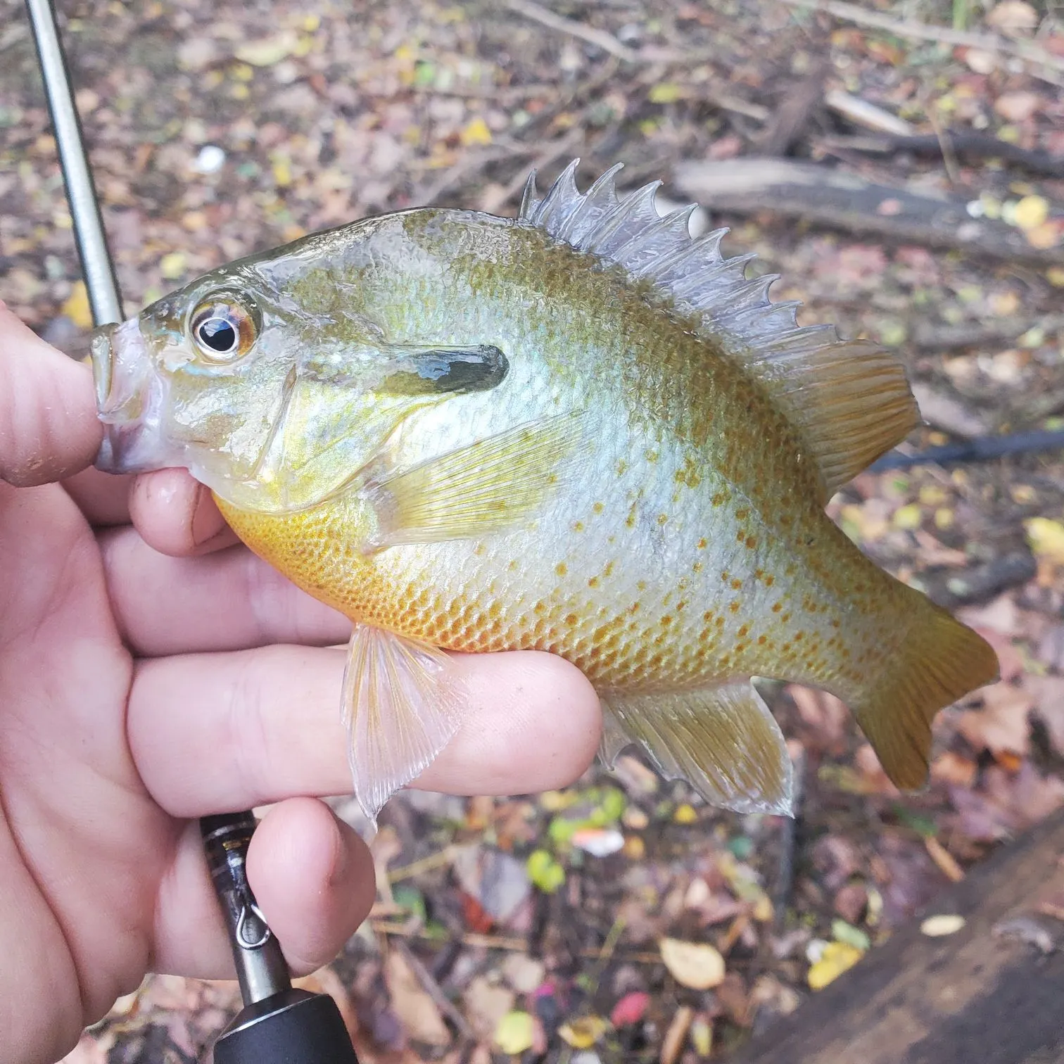 Redbreast sunfish caught on Fishbrain