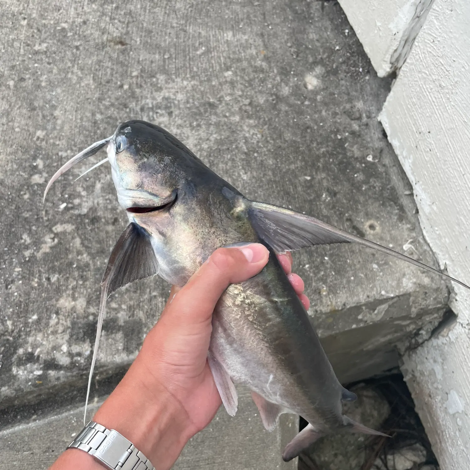 The most recent Gafftopsail sea catfish catches on Fishbrain