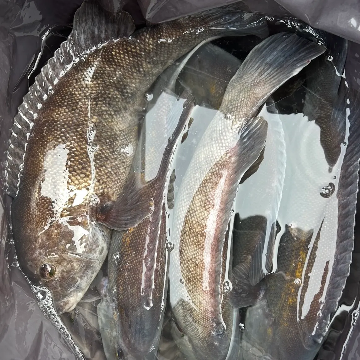 The most recent Tautog catches on Fishbrain