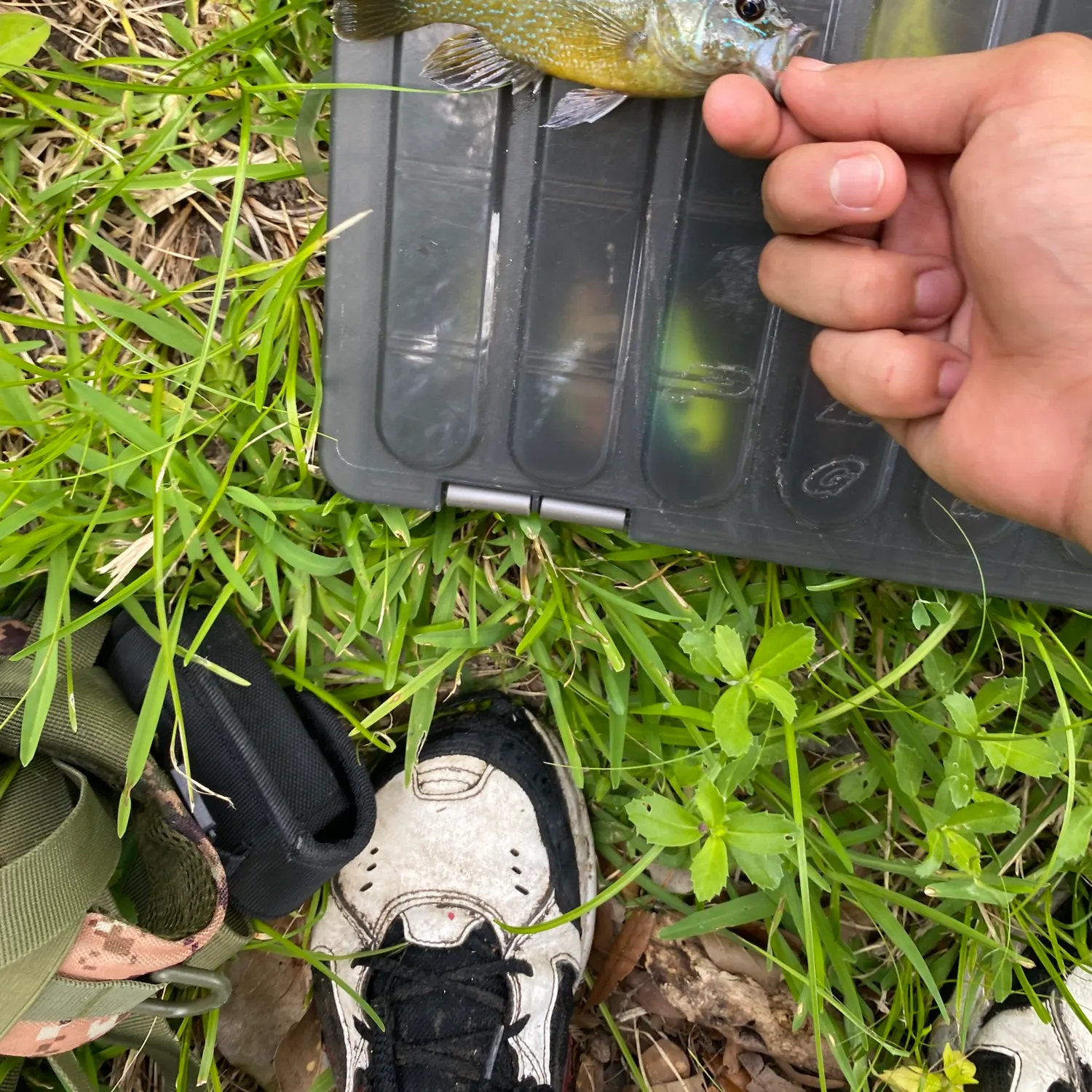 Warmouth x green sunfish caught on Fishbrain