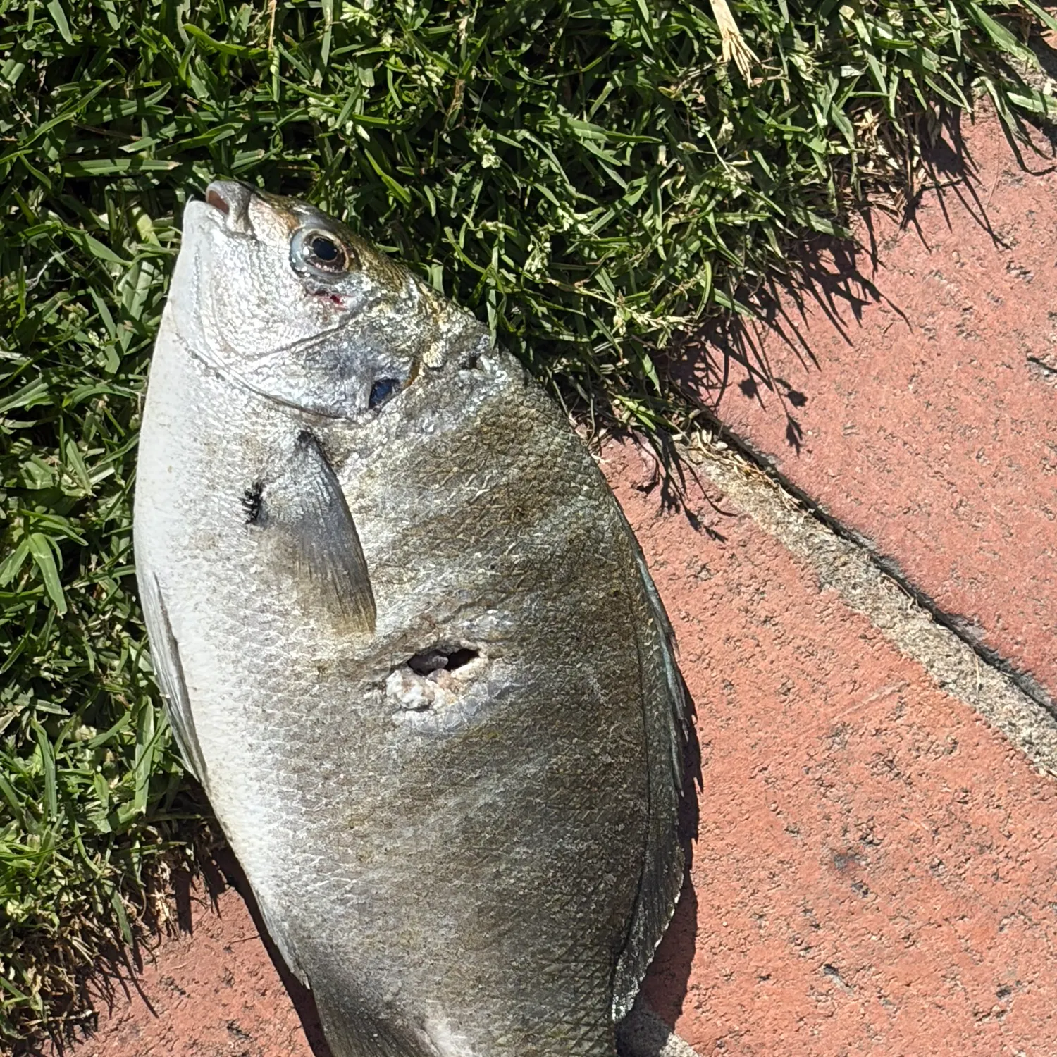 The most recent Zebra-perch sea chub catches on Fishbrain