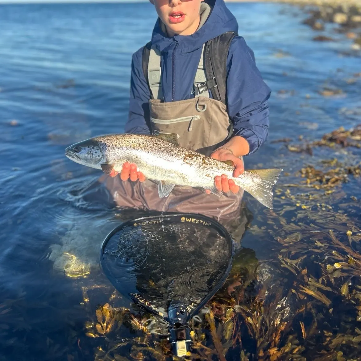 Brown trout caught on Fishbrain