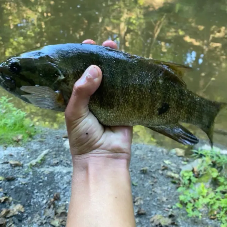 Smallmouth bass caught on Fishbrain