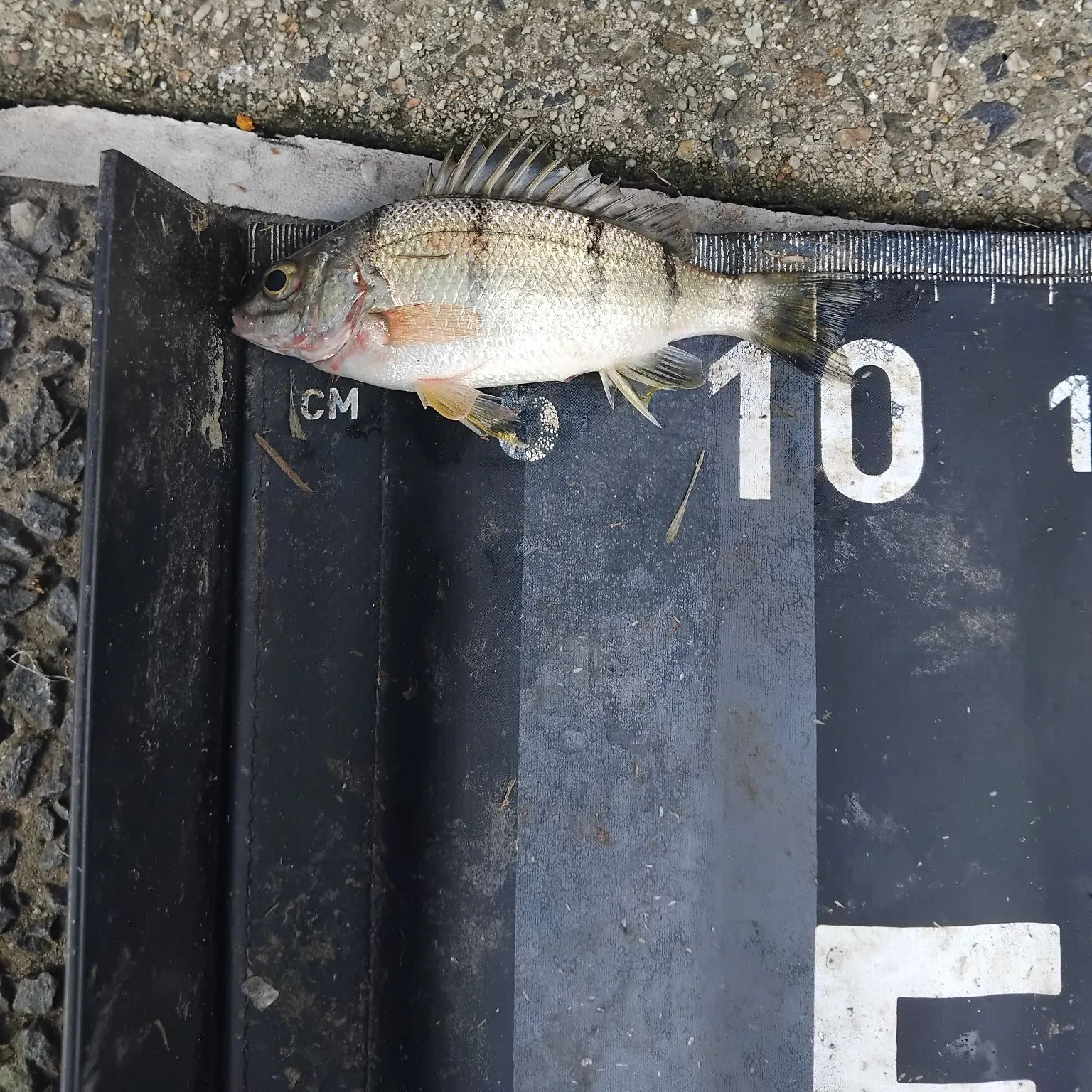 The most recent Barred grunt catches on Fishbrain