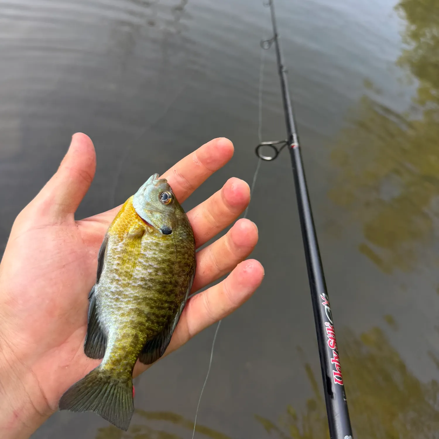 Bluegill caught on Fishbrain