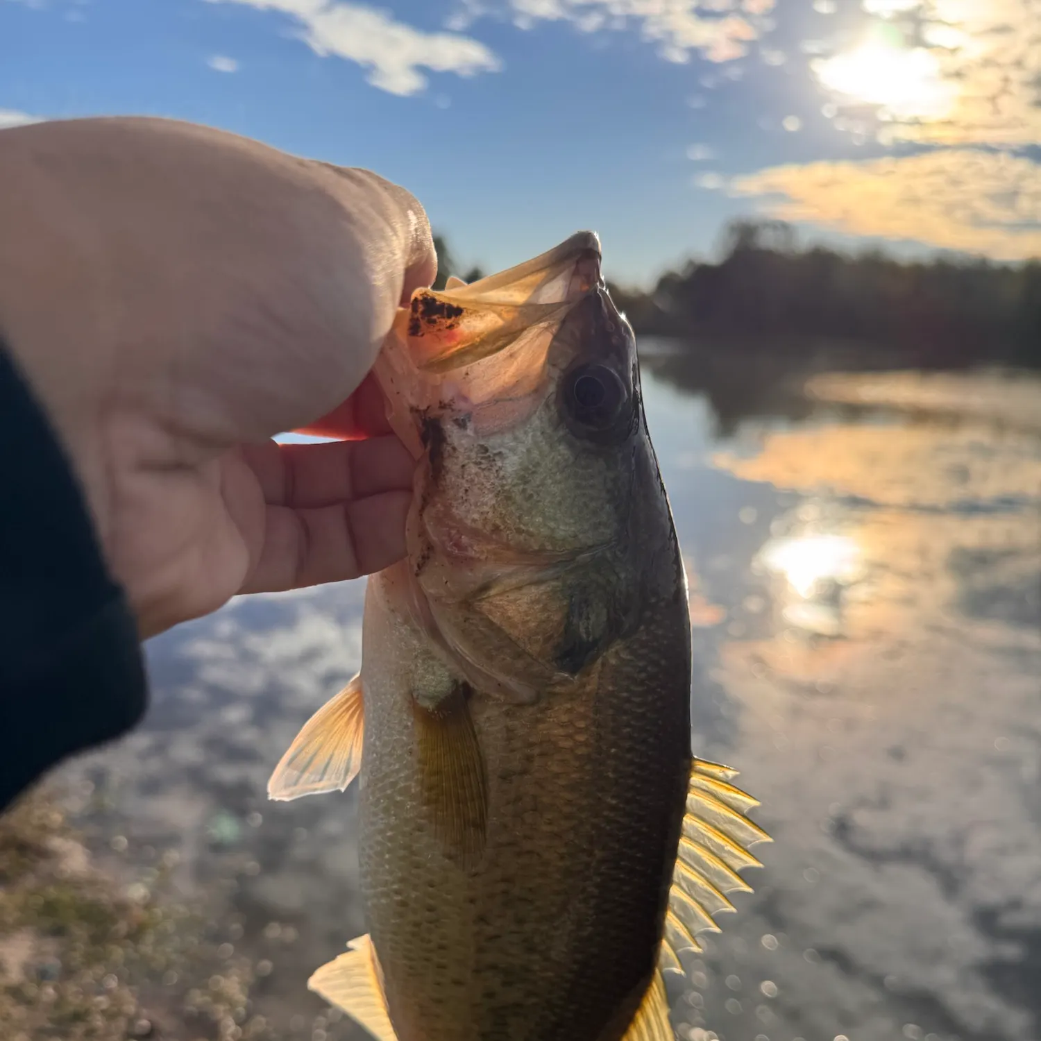 Largemouth bass caught on Fishbrain
