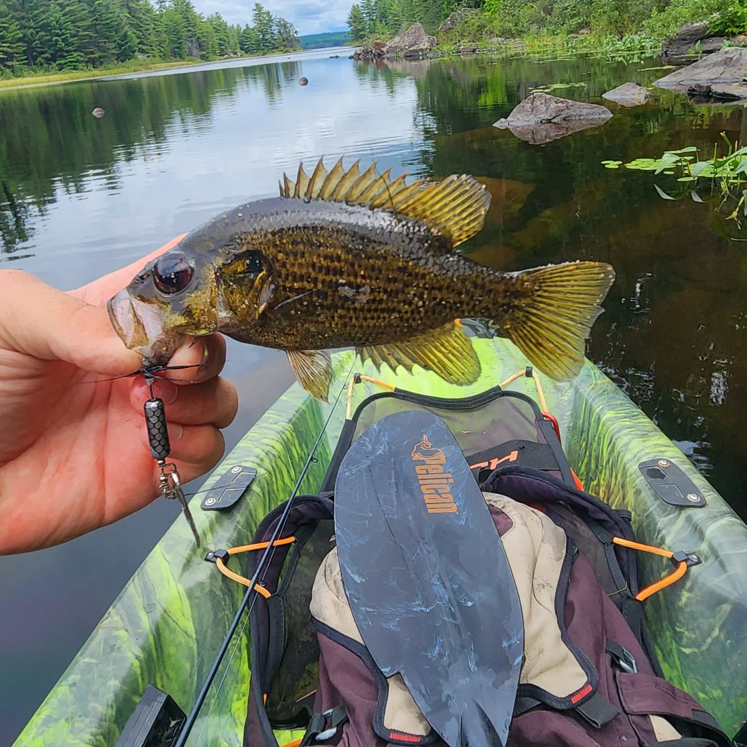 Rock bass caught on Fishbrain