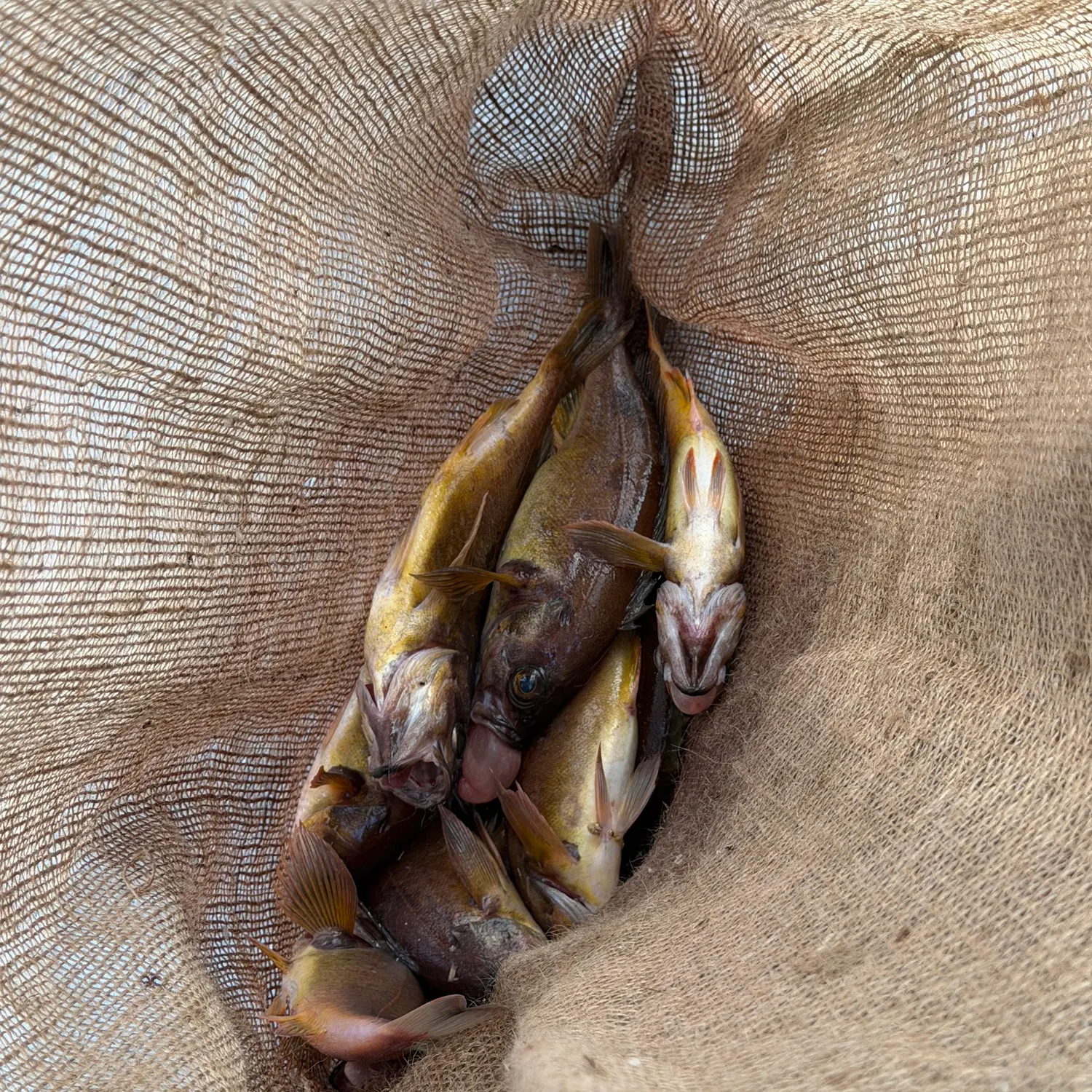 The most recent Brown rockfish catches on Fishbrain
