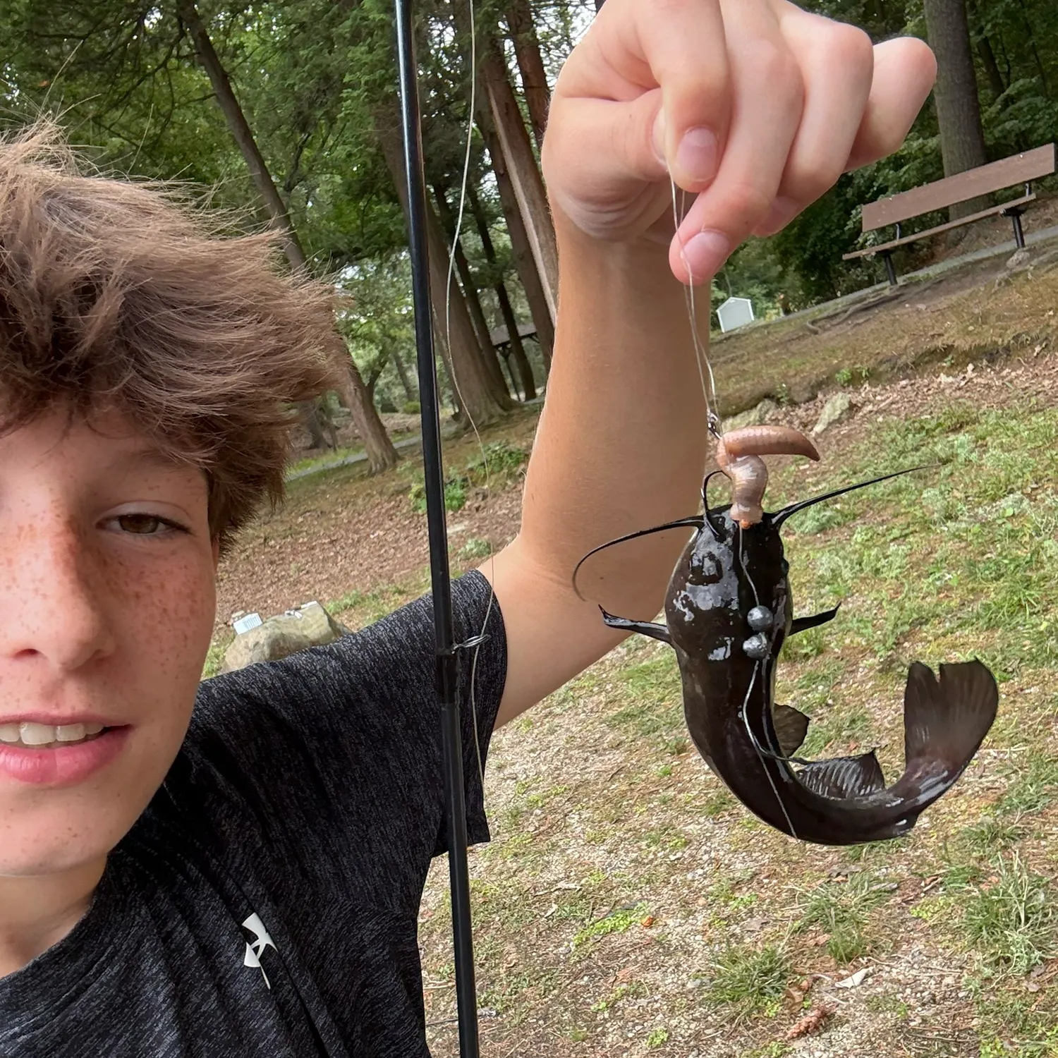 Black bullhead caught on Fishbrain