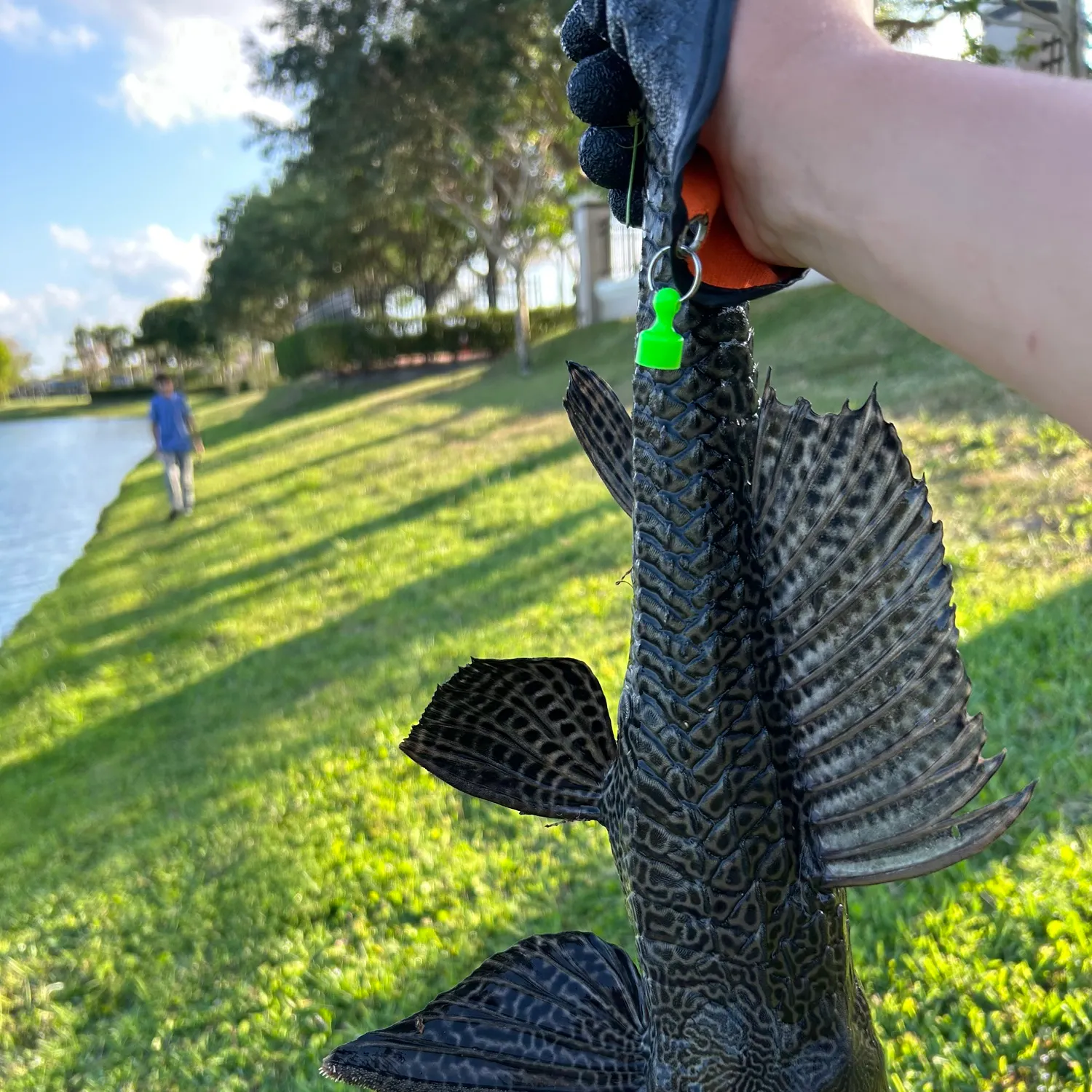 The most recent Suckermouth catfish catches on Fishbrain