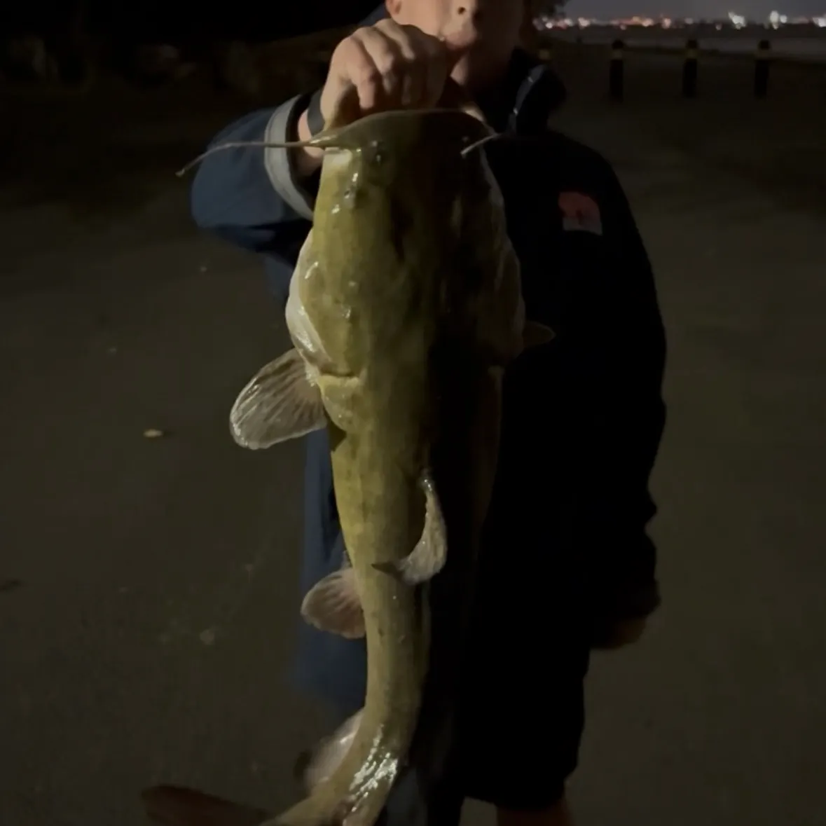 Flathead catfish caught on Fishbrain