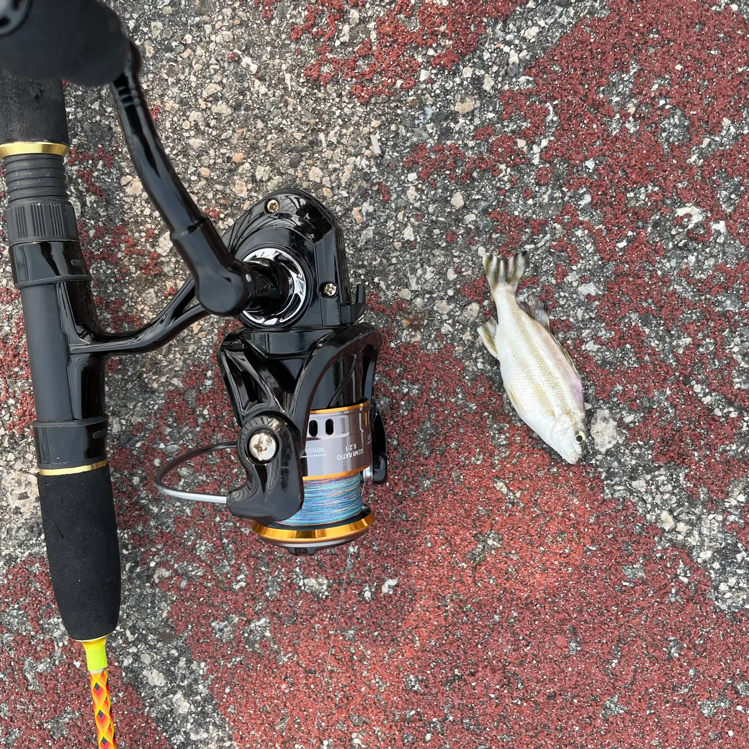 The most recent Spanish flag snapper catches on Fishbrain