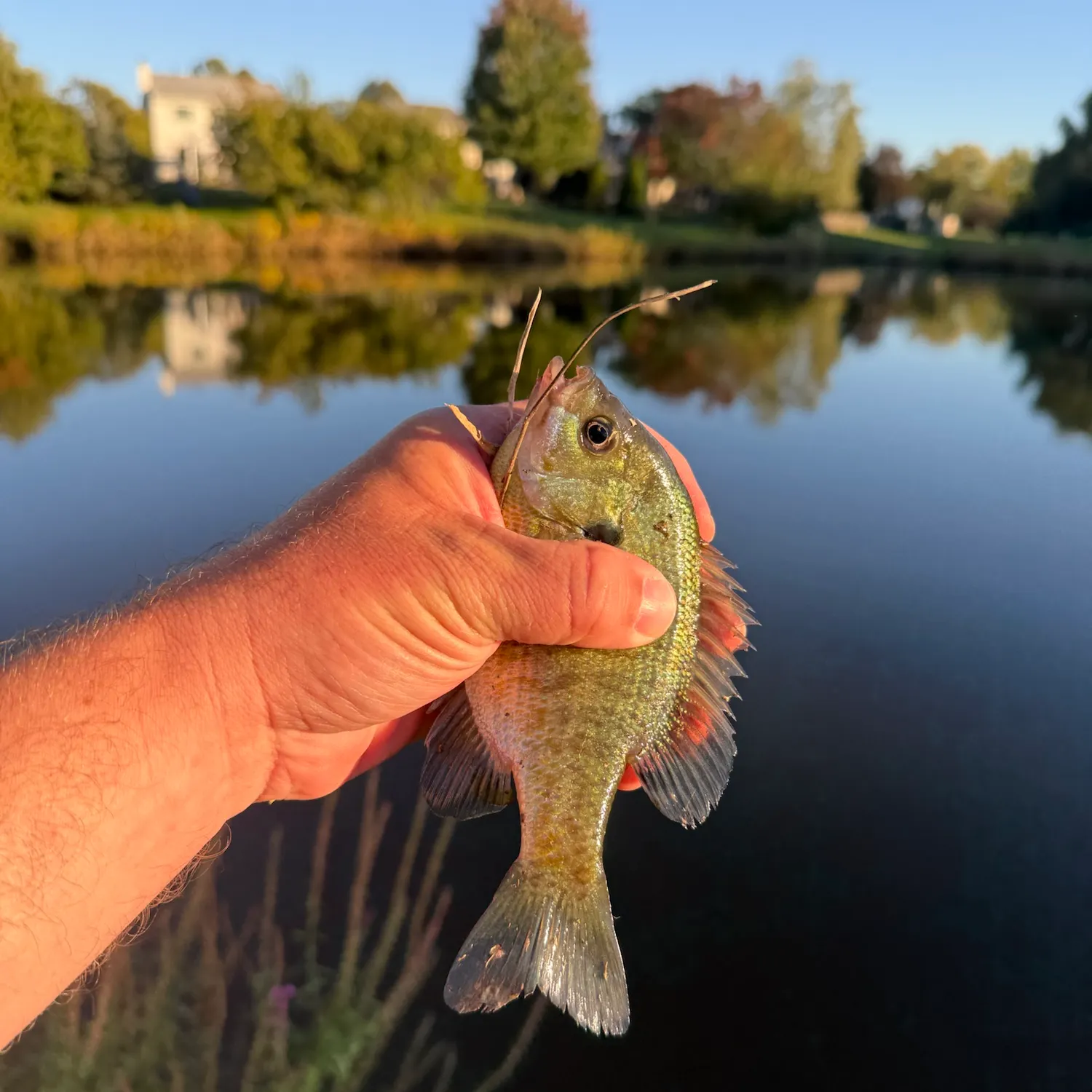 Bluegill caught on Fishbrain