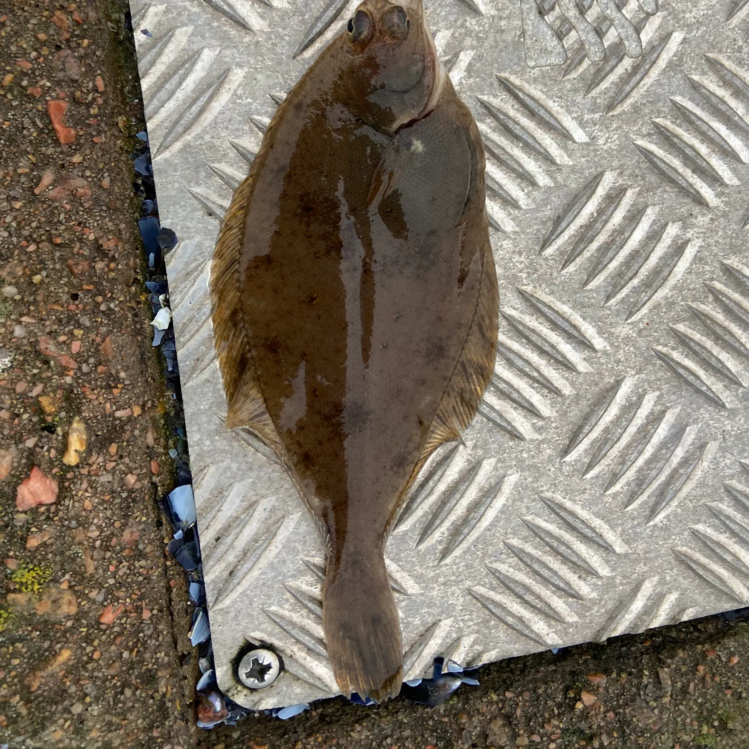 The most recent Common dab catches on Fishbrain