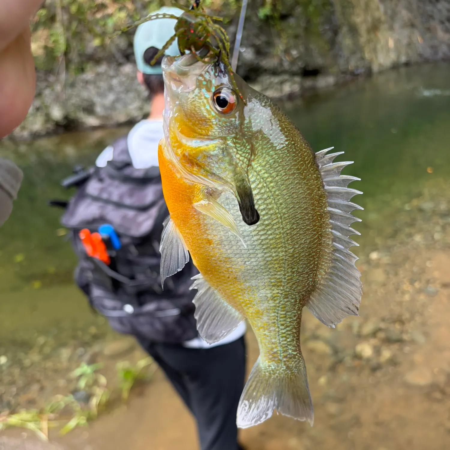 Redbreast sunfish caught on Fishbrain
