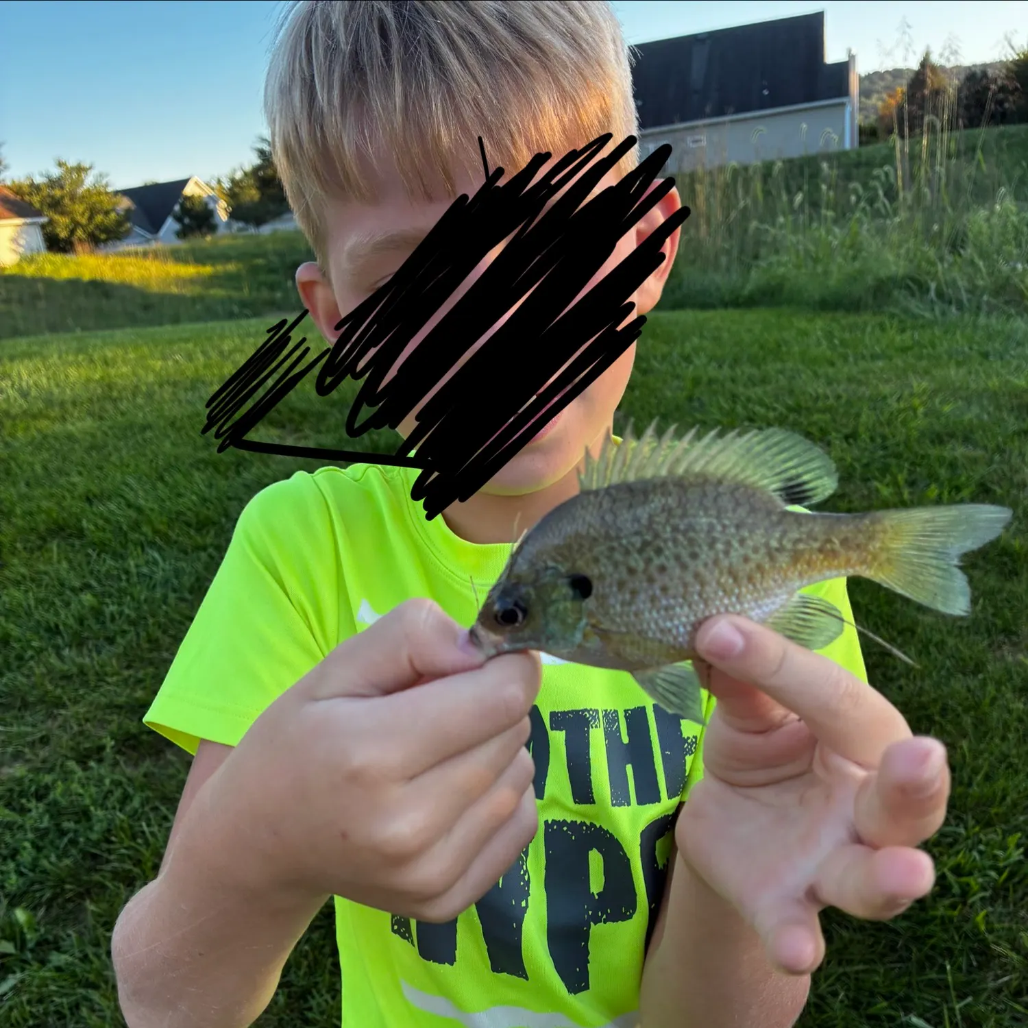 Greengill hybrid caught on Fishbrain