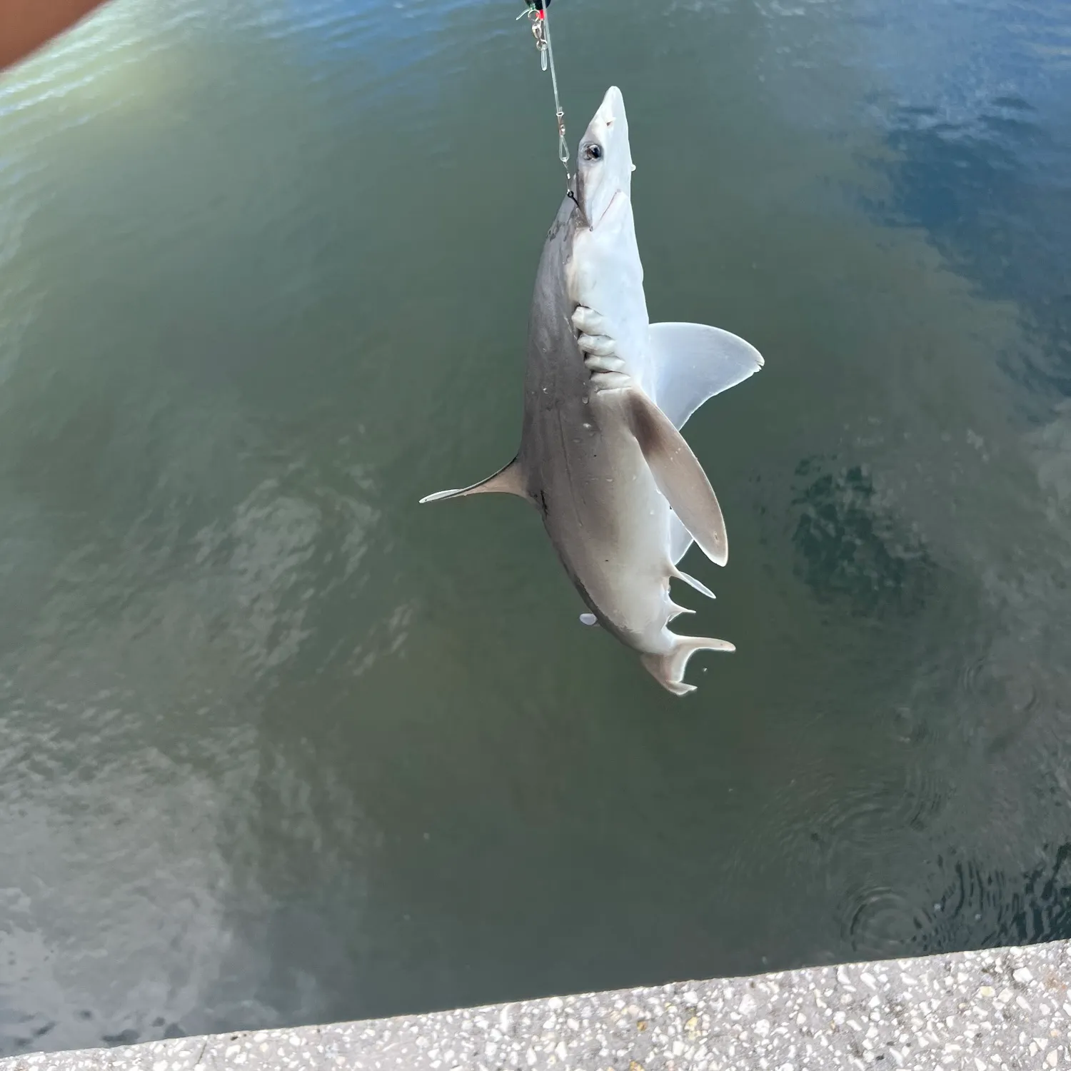 The most recent Smooth hammerhead shark catches on Fishbrain